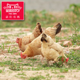 嘉仕生态苏北草鸡生鲜整鸡特产土鸡农家散养鸡老母鸡活鸡现杀包邮