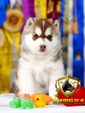 纯种血统赛级哈士奇犬幼犬 出售红色双蓝眼哈士奇雪橇犬宠物狗狗