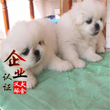 南京纯种北京京巴幼犬赛级宫廷犬超可爱长不大雪白的宠物狗狗17