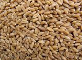 2015年新小麦仁米农家 有机 浮小麦粒粗粮自产带皮大麦满28元包邮