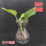 风信子专用 水培透明玻璃花盆 小花瓶 葫芦形 绿萝铜钱草适用