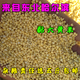东北哈尔滨农家自产黏大黄米黑龙江特产五谷杂粮糯小米500g粗粮