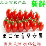 新鲜孕妇农家水果柿樱桃小番茄水果千禧圣女果小番茄4.5斤包邮
