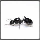 大自然蚂蚁馆/针毛收获蚁/新后1只||宠物蚂蚁||活体蚂蚁【有货】