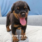 广州罗威纳犬纯种幼犬出售德系实物活体狗55