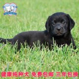 拉布拉多黑色纯种幼犬出售 大型宠物狗导盲犬工作犬,适合家养