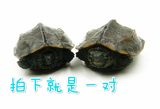 活体冷水外塘中华草龟金线龟墨龟情侣龟宠物小乌龟4-5cm一对包邮