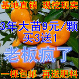 盆栽地栽果树苗金桔苗砂糖蜜橘桔子 橘子树苗 嫁接橘子苗当年结果