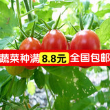 阳台盆栽蔬菜种子樱桃小番茄小金圣女果黑葡萄黄洋梨红珍珠西红柿