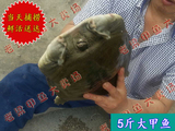 大公甲鱼5斤活体水鱼团鱼王八中华鳖外溏生态老鳖 要的直接拍