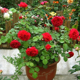 藤本蔷薇庭院月季红色达芬奇红达盆栽欧洲进口月季欧月 玫瑰花苗