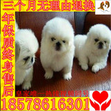 杭州出售纯种京巴狗狗/北京狗/京巴犬/活体京巴幼犬/家庭犬