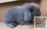 宠物兔纯种长毛荷兰活体垂耳兔宝宝小型侏儒迷你折耳兔已疫苗驱虫