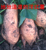 新鲜红薯生地瓜番薯有机山芋农家自产黄心地瓜老黄皮