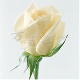 【白玫瑰】玫瑰花苗客厅阳台花卉绿植盆景植物赛蔷薇月季花苗