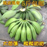 广西新鲜水果芭蕉西贡蕉小米蕉大芭蕉香蕉粉蕉自家种植5斤一份