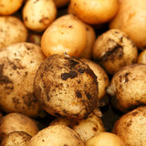 新鲜有机土豆 农家自种马铃薯非转基因生态绿色种植蔬菜厦门配送