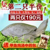 龚老汉甲鱼1.5斤生态无公害团鱼王八4年公750g中华鳖活体鲜活水鱼