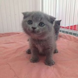 英短蓝猫 宠物猫活体公母  英国短毛猫 幼崽蓝猫宠物 纯种蓝猫