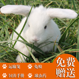 迷你荷兰宠物垂耳兔宝宝纯种长毛活体宠物折耳兔子买2只包邮包活