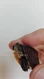 正宗南石龟苗 黄喉拟水龟 乌龟宠物活体纯石龟苗 纯种南石苗包活
