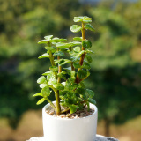 多肉植物金枝玉叶办公室内创意小盆栽组合绿植花卉防辐射净化空气