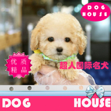 泰迪犬纯种幼犬低价出售活体玩具泰迪幼犬纯种家养贵宾犬BJ-15