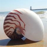 16-17cm 珍贵礼物天然海螺贝壳世界四大名螺之鹦鹉螺珍稀名螺包邮