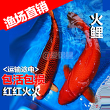 精品纯种日本红色锦鲤火鲤红松叶鱼苗宠物观赏冷水风水鱼活体包活