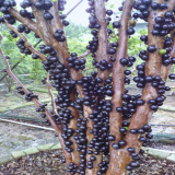 葡萄树苗 树葡萄嘉宝果-果苗 盆栽植物 果树苗木 当年结果 包成活