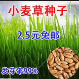 小麦种子批发 小麦草种子 无土栽培小麦 -包邮小麦苗 2014新小麦