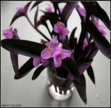 紫罗兰紫竹梅紫叶吊兰阳台室内办公桌面创意真花水培盆栽绿植花卉
