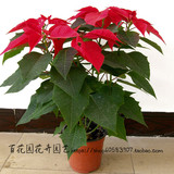 【一品红】 圣诞花象牙红 万年红红色花卉盆栽大红花庆典绿植植物