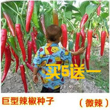 美国进口种子 新泰一号 巨型辣椒种子 果实超大 盆栽阳台庭院易种