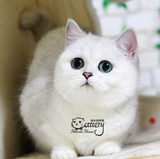 赫米娅猫舍英短活体宠物猫纯种超云系毛尖色/银渐层成年种母 银狐