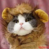 *摩卡喵衣橱*宠物猫狗饰品 狮子熊猫假发头套 猫猫变身装变身帽子