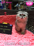 【艾美】家养出售苏格兰折耳猫幼猫公银色渐层宠物猫咪编号-002