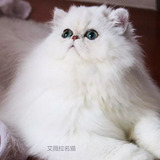 艾薇拉名猫，超美大眼银色波斯猫，银色金吉拉猫弟弟