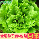 格绿美油绿生菜种子 四季生菜籽 减肥蔬菜种子 阳台种菜盆栽菜籽