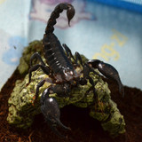 包邮 宠物蝎  假帝王新手雨林蝎子15-18cm送饲养套餐包风险接批发
