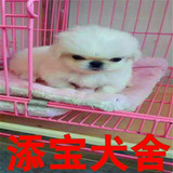 出售纯种京巴犬/北京狗/活体宠物狗狗北京犬幼犬/家庭犬小型犬21