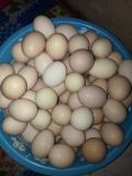 土鸡种蛋柴鸡农村散养新鲜30枚包邮土鸡种蛋柴鸡种蛋受精率高