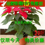 室内外盆栽-净化空气盆栽植物:一品红苗 万年红 红红火火观叶植物