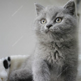 英国短毛猫 蓝猫 英短蓝猫 公猫 活体 宠物猫 猫咪 纯种猫