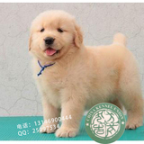CKU双血统金毛巡回猎犬幼犬狗狗出售北京周边可送货上门