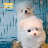 纯种家养种博美犬 幼犬出售 超小体白色袖珍犬 俊介长不大宠物狗