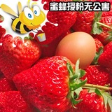丹东东港99红颜牛奶草莓新鲜水果无公害特产孕妇特价3斤顺丰包邮