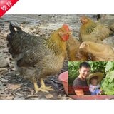 农家走地鸡老母鸡放养老母鸡土鸡4斤左右限价销售新鲜鸡肉配送