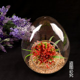 创意鹅蛋形透明玻璃微景观花瓶 家居饰品 工艺摆件