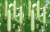 白玉天使黄瓜 水果黄瓜种子  耐热耐湿 蔬菜有机基地 10粒